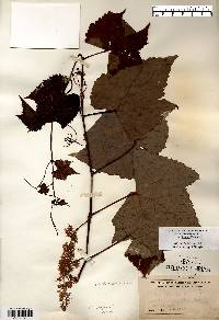 Vitis aestivalis var. bicolor image