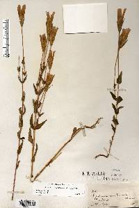 Gentianopsis crinita image