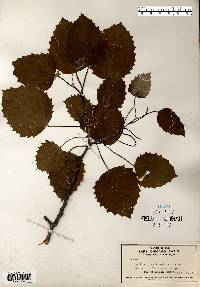 Populus grandidentata image