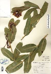 Asclepias sullivantii image