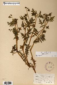 Ellisia nyctelea image