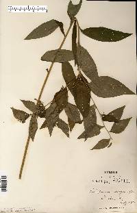 Lithospermum latifolium image