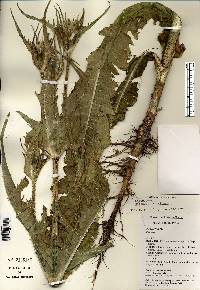 Dipsacus laciniatus image