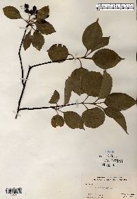 Viburnum lentago image