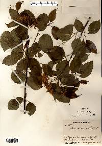 Viburnum lentago image