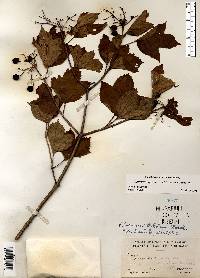 Viburnum trilobum image