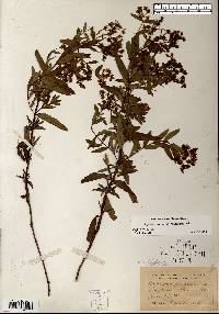 Hypericum sphaerocarpum image