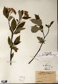 Cornus sericea subsp. sericea image