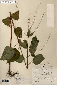 Circaea canadensis image