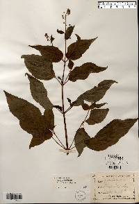 Circaea canadensis image