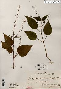 Circaea canadensis image