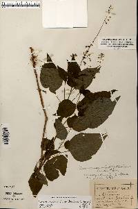 Circaea canadensis image