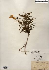 Oenothera nuttallii image