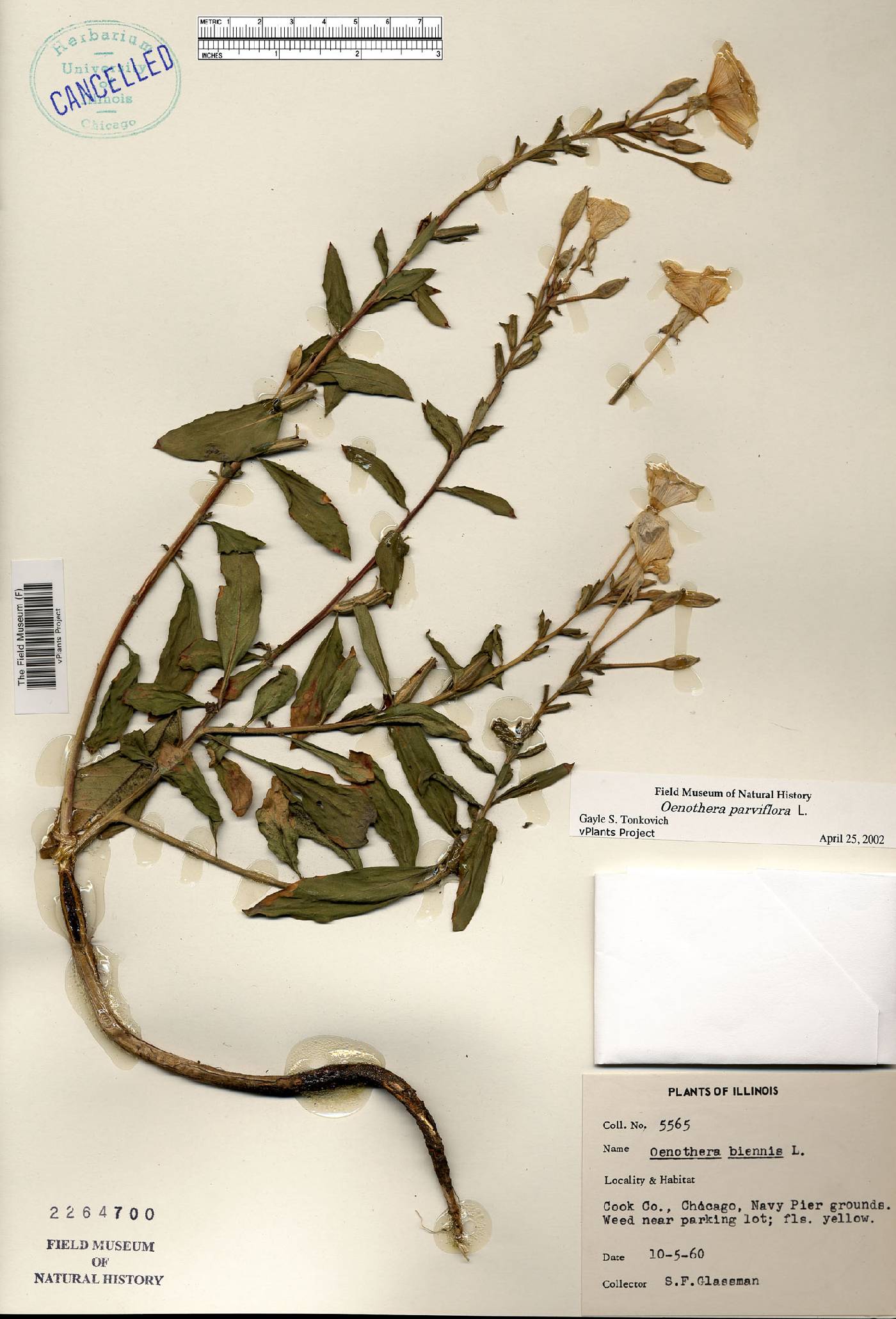 Oenothera parviflora image