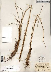 Triglochin maritima image