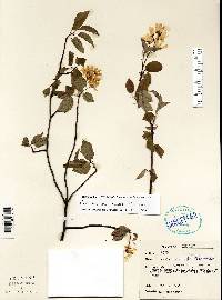 Amelanchier laevis image