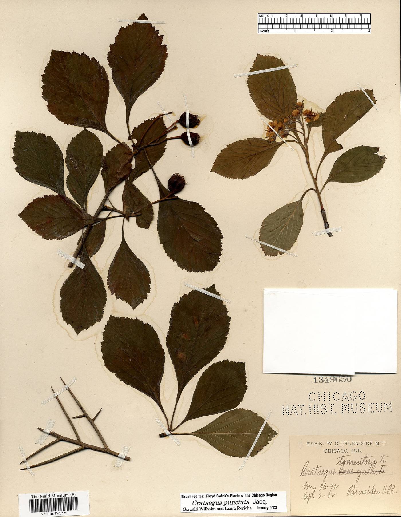 Crataegus punctata image