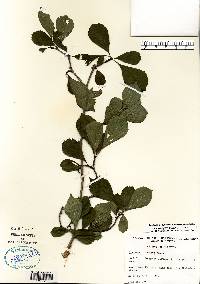 Crataegus punctata image