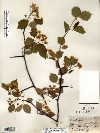 Crataegus holmesiana image