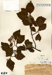 Crataegus calpodendron image