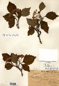 Crataegus calpodendron image