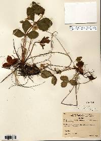Fragaria virginiana var. illinoensis image