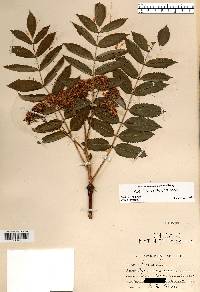 Sorbus decora image