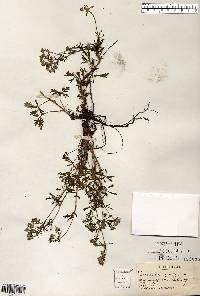 Potentilla argentea image