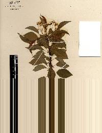 Prunus pensylvanica image