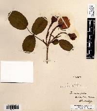 Rosa centifolia image