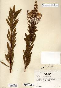 Spiraea alba image