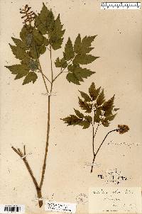 Actaea pachypoda image