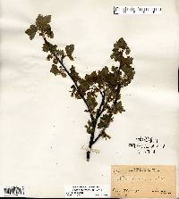 Ribes americanum image