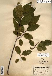 Rhamnus alnifolia image