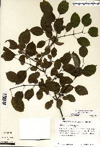 Rhamnus cathartica image