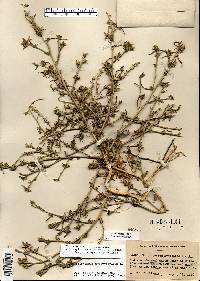 Corispermum pallasii image