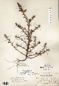 Salsola tragus image