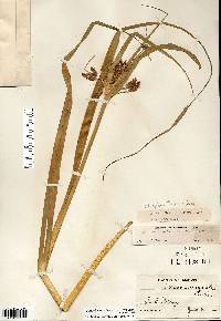 Bolboschoenus fluviatilis image