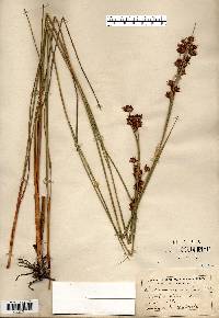 Cladium mariscoides image