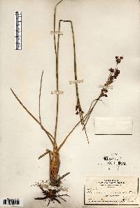 Cladium mariscoides image