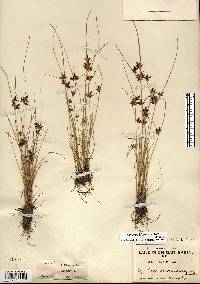 Cyperus bipartitus image