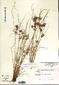 Cyperus bipartitus image