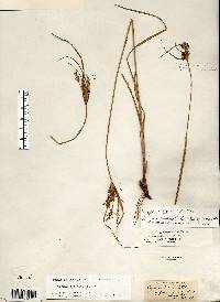 Cyperus schweinitzii image