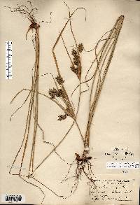 Cyperus schweinitzii image