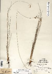 Fimbristylis puberula image