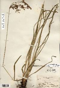 Scirpus pendulus image