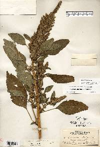 Amaranthus retroflexus image