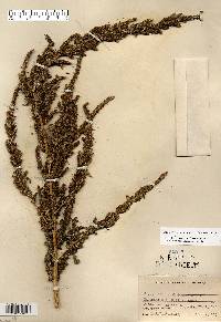 Amaranthus tuberculatus image