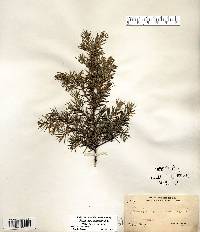 Juniperus communis var. depressa image