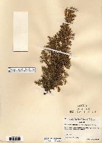 Juniperus communis var. depressa image